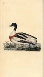 Tadorne de Belon, Tadorna tadorna. Gravure à la main en cuivre dessinée et gravée par Edward Donovan de son propre « Histoire naturelle des oiseaux britanniques », Londres