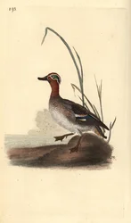 Sarcelle d