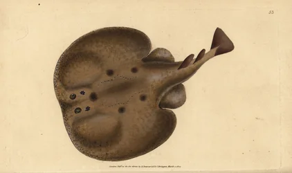 Torpille commune ou raie électrique, Raja torpedo. Gravure à la main en cuivre dessinée et gravée par Edward Donovan de son Histoire naturelle des poissons britanniques, Donovan et F.C. et J. Rivington, Londres
