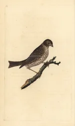 Bruant proyer, Miliaria calandra. Gravure à la main en cuivre dessinée et gravée par Edward Donovan de son Histoire naturelle des oiseaux britanniques, Londres