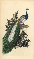 Paon bleu, Pavo cristatus. Gravure à la main en cuivre dessinée et gravée par Edward Donovan de son propre « Histoire naturelle des oiseaux britanniques », Londres