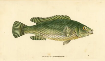 Girelle paon, Labrus mixtus. Gravure à la main par Edward Donovan de son "Histoire naturelle des poissons britanniques"