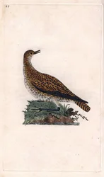 Pluvier doré, Pluvialis apricaria