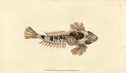 Callionyme lyre (Callionymus dracunculus)