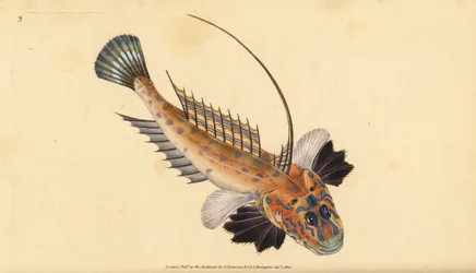 Callionyme lyre, Callionymus lyra