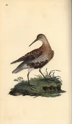 Bécasseau variable, Calidris alpina