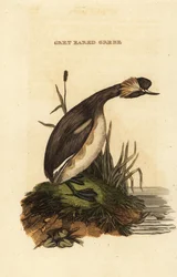 Grèbe esclavon adulte, Podiceps auritus