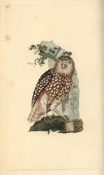 Chouette chevêchette d
