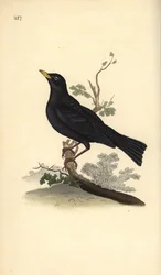 Merle noir, Turdus merula. Planche de cuivre coloriée à la main, dessinée et gravée par Edward Donovan, tirée de sa propre « Histoire naturelle des oiseaux britanniques », Londres