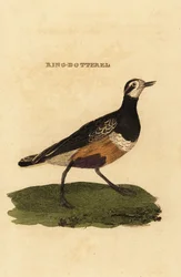 Pluvier guignard, Charadrius morinellus