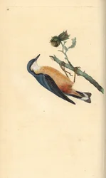 Sittelle torchepot, Sitta europaea, sur un noisetier, Corylus avellana