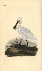 Spatule blanche, Platalea leucorodia. Gravure à la main en cuivre dessinée et gravée par Edward Donovan de son propre Histoire naturelle des oiseaux britanniques, Londres