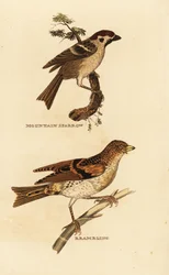Moineau friquet, Passer montanus, et pinson du Nord, Fringilla montifringilla