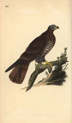 Bondrée apivore, Pernis apivorus. Gravure à la main en cuivre dessinée et gravée par Edward Donovan de son propre "Histoire naturelle des oiseaux britanniques," Londres
