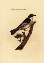Gobemouche noir et blanc, Ficedula hypoleuca