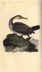 Cormoran huppé, Phalacrocorax aristotelis. Gravure sur cuivre coloriée à la main, dessinée et gravée par Edward Donovan, tirée de son propre livre «Natural History of British Birds», Londres