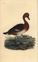 Fuligule nyroca, Aythya nyroca