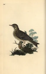 Alouette des champs, Alauda minor (ou Pipit des arbres, Anthus trivialis?)