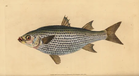 Mulet cabot, Mugil cephalus