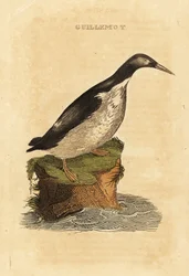 Guillemot de Troïl, Uria aalge