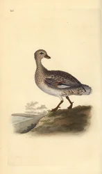Canard chipeau (femelle), Anas strepera. Gravure à la main en cuivre dessinée et gravée par Edward Donovan de son propre « Histoire naturelle des oiseaux britanniques », Londres