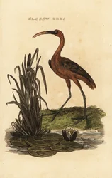 Ibis falcinelle, Plegadis falcinellus