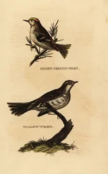 Roitelet huppé, Regulus regulus, et pouillot fitis, Phylloscopus trochilus