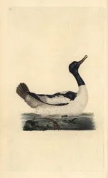 Harle bièvre. Mergus merganser. Gravure à la main par Edward Donovan de son "Histoire naturelle des oiseaux britanniques"