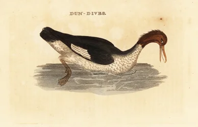 Harle bièvre, Mergus merganser, femelle