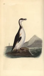 Grand pingouin, Pinguinus impennis, chassé jusqu