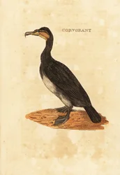 Grand cormoran, Phalacrocorax carbo