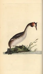 Grèbe huppé, Podiceps cristatus