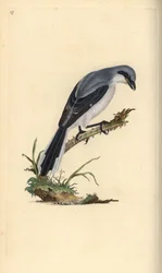 Pie-grièche grise, Lanius excubitor