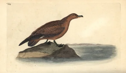 Grand labbe, Stercorarius skua