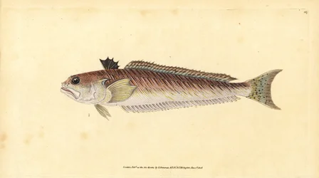 Grande vive, Trachinus draco. Gravure à la main en cuivre dessinée et gravée par Edward Donovan de son Histoire naturelle des poissons britanniques, Donovan et F.C. et J. Rivington, Londres
