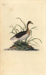 Oie rieuse, Anser albifrons. Gravure à la main en cuivre dessinée et gravée par Edward Donovan de son propre Histoire naturelle des oiseaux britanniques, Londres