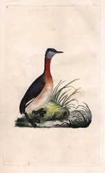 Grèbe joyeux. Podiceps grisegena (Podiceps ruficollis)