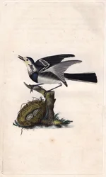 Bergeronnette grise. Gravure sur cuivre par Edward Donovan, publiée dans Histoire naturelle des oiseaux britanniques