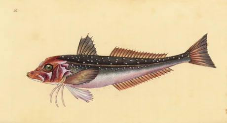 Grondin gris, Eutrigla gurnardus (Trigla gurnardus). Gravure à la main en cuivre dessinée et gravée par Edward Donovan de son Histoire naturelle des poissons britanniques, Donovan et F.C. et J. Rivington, Londres