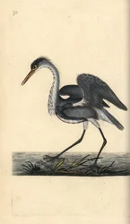 Héron cendré. Ardea cinerea. Gravure à la main par Edward Donovan de son "Histoire naturelle des oiseaux britanniques"