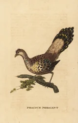 Éperonnier gris, Polyplectron bicalcaratum