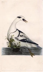 Harle piette, Mergus albellus