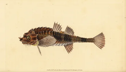 Agone, Agonus cataphractus (Pogge ou chabot armé, Cottus cataphractus). Gravure à la main en cuivre dessinée et gravée par Edward Donovan de son Histoire naturelle des poissons britanniques, Donovan et F.C. et J. Rivington, Londres