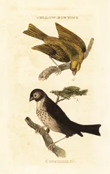 Bruant jaune japonais, Emberiza sulphurata, et Bruant proyer, Emberiza calandra