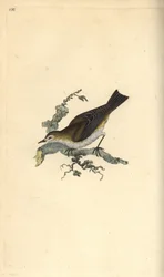 Fauvette babillarde, Sylvia curruca. Gravure à la main en cuivre dessinée et gravée par Edward Donovan de son propre « Histoire naturelle des oiseaux britanniques », Londres
