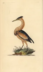 Blongios nain, Ixobrychus minutus. Gravure à la main en cuivre dessinée et gravée par Edward Donovan de son propre Histoire naturelle des oiseaux britanniques, Londres