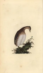 Grèbe castagneux, Tachybaptus ruficollis. Gravure à la main en cuivre dessinée et gravée par Edward Donovan de son propre Histoire naturelle des oiseaux britanniques, Londres