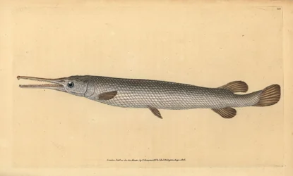 Lépisosté osseux, Lepisosteus osseus
