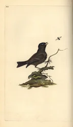 Mésange nonnette, Poecile palustris. Gravure à la main en cuivre dessinée et gravée par Edward Donovan de son propre Histoire naturelle des oiseaux britanniques, Londres