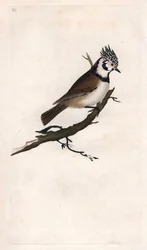 Mésange huppée. Lopophanes cristatus cristatus (Parus cristatus). Gravure sur cuivre publiée dans Histoire naturelle des oiseaux britanniques, Londres